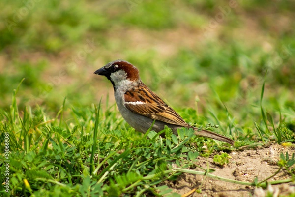 Fototapeta Sparrow close-up on the grass