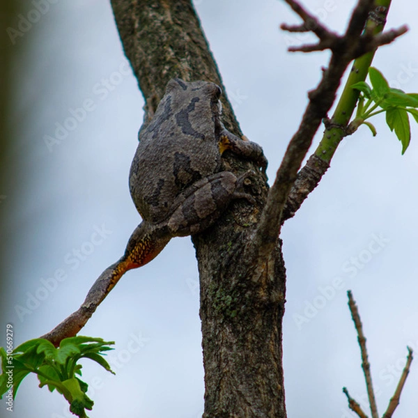 Fototapeta Frog climbing a tree