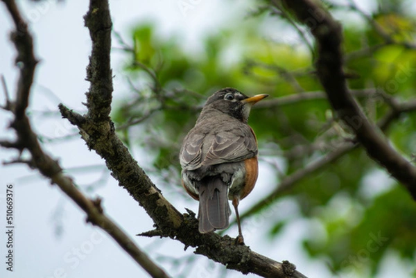 Fototapeta robin on a branch