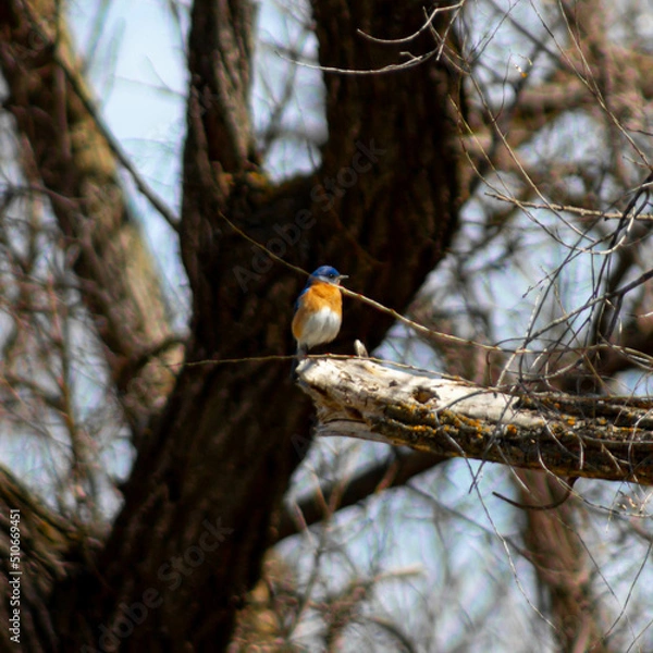 Fototapeta Little blue and yellow bird on the end of a branch