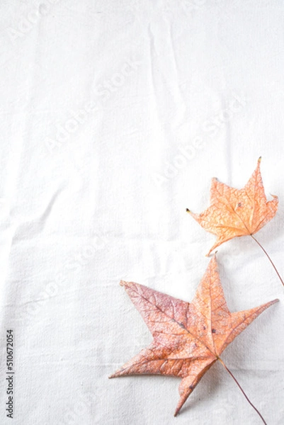 Obraz Dry leaves on white background