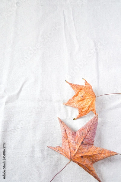 Obraz Dry leaves on white background