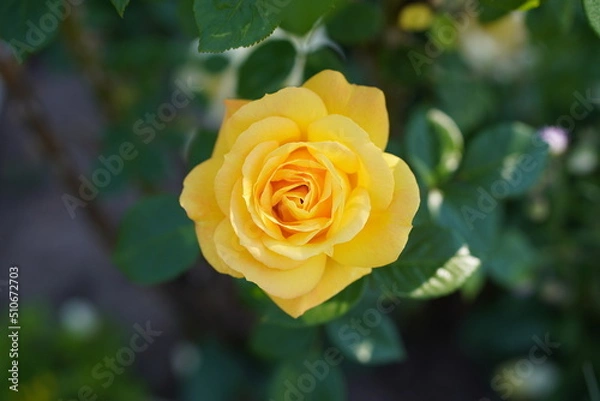 Fototapeta Yellow Rose