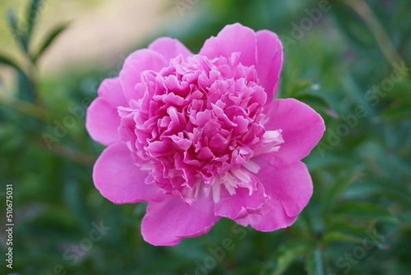 Obraz Piwonia w ogrodzie