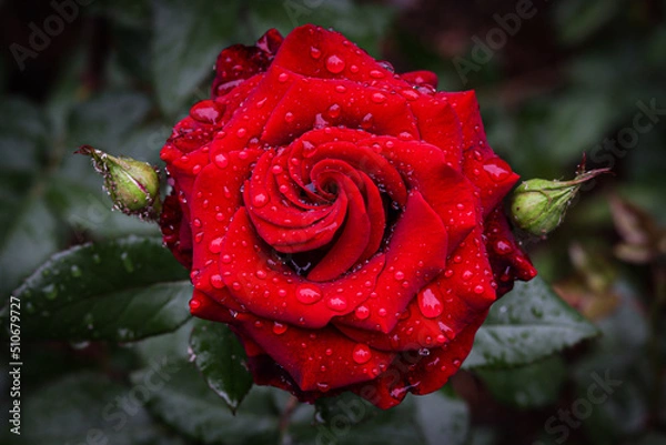 Obraz red rose with water drops