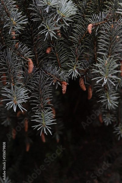 Obraz christmas branches