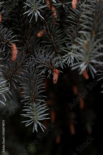 Obraz christmas tree branches