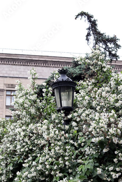 Obraz old street lamp