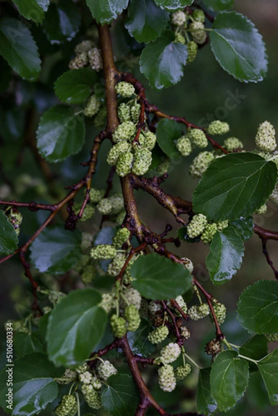 Obraz cherry tree branch