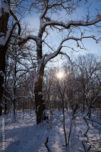 Obraz deciduous trees in winter after a snowfall