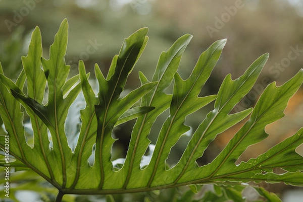 Obraz leaf