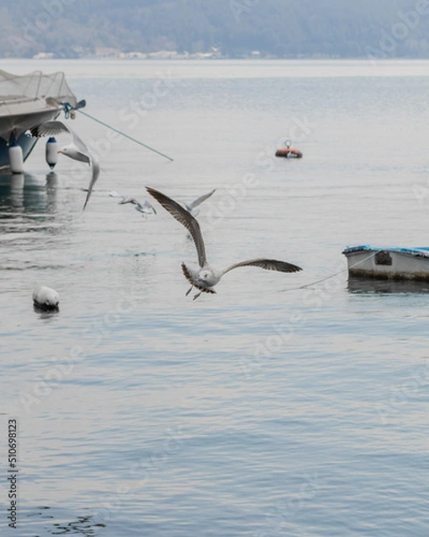 Obraz seagulls in the sea