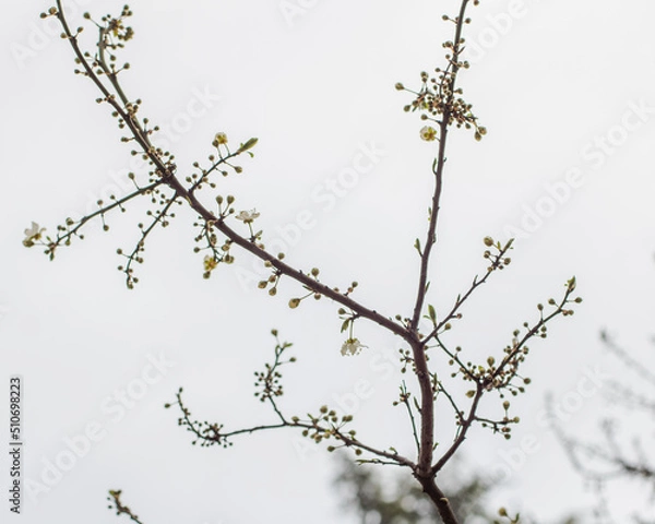 Obraz Cherry blossom in the spring
