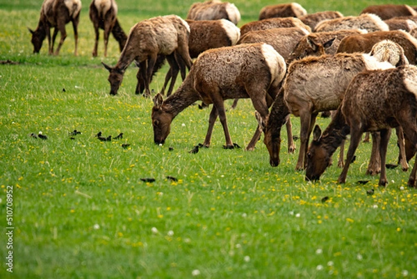 Obraz elk herd grazing 