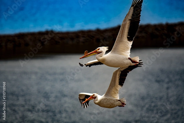 Obraz pelicans in flight 