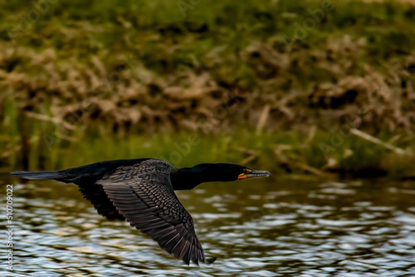 Obraz double crested cormorant
