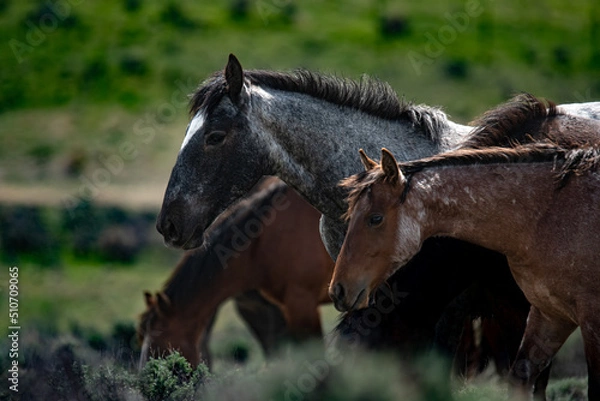 Obraz horses in the field