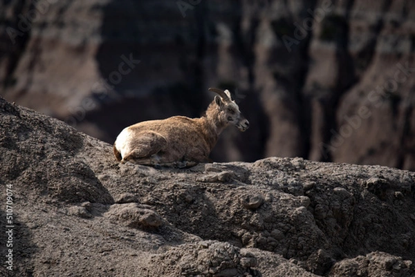 Obraz bighorn sheep enjoying view