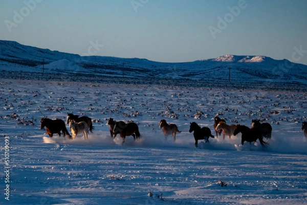 Obraz wild horses in winter