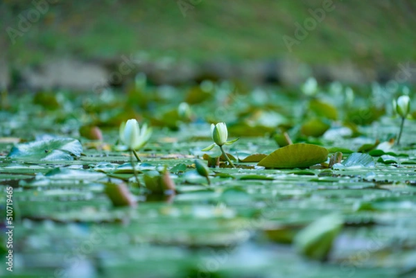 Fototapeta 開花した睡蓮の花