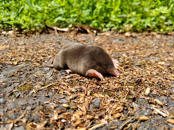 Obraz 野生のモグラ