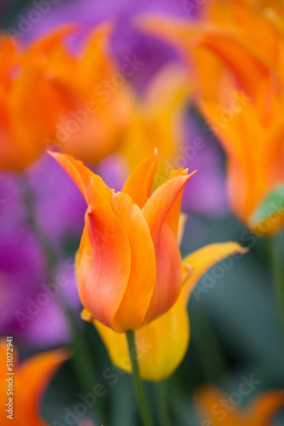 Obraz Orange Flowers