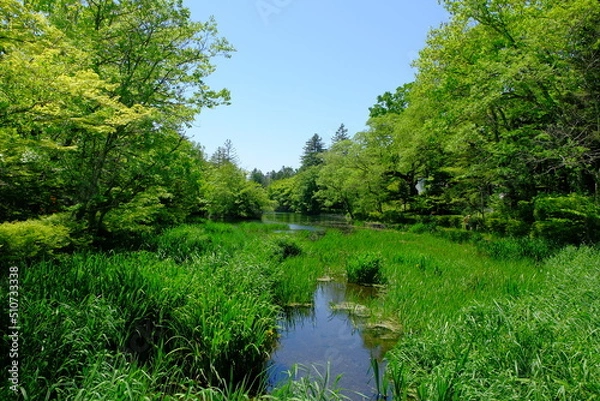 Obraz 新緑の雲場池