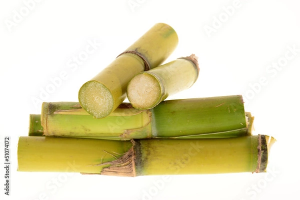 Obraz Stumps Of Sugarcane