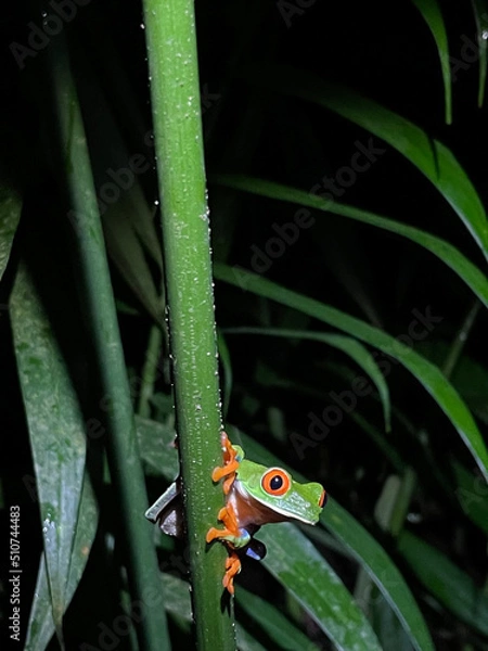 Obraz Agalychnis callidryas, known as the red-eyed tree frog in Costa Rica.