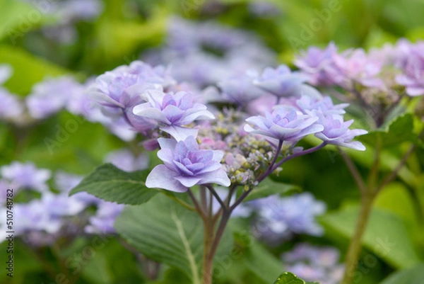 Obraz アジサイの花
