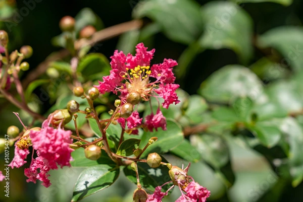 Fototapeta flower of the crape myrtle are in bloom in Japan.