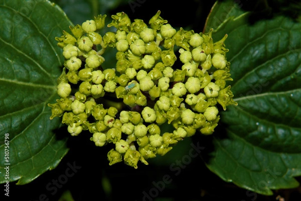 Fototapeta Budding Hydrangea 