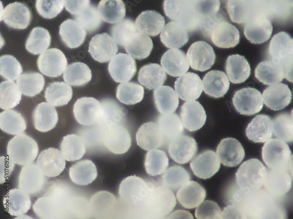 Fototapeta スギ花粉　顕微鏡撮影