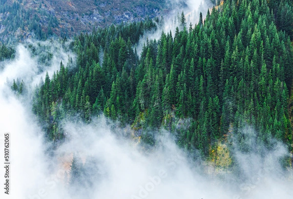 Obraz Aerial of pine trees in forest of Mount Rainier, Seattle, USA.