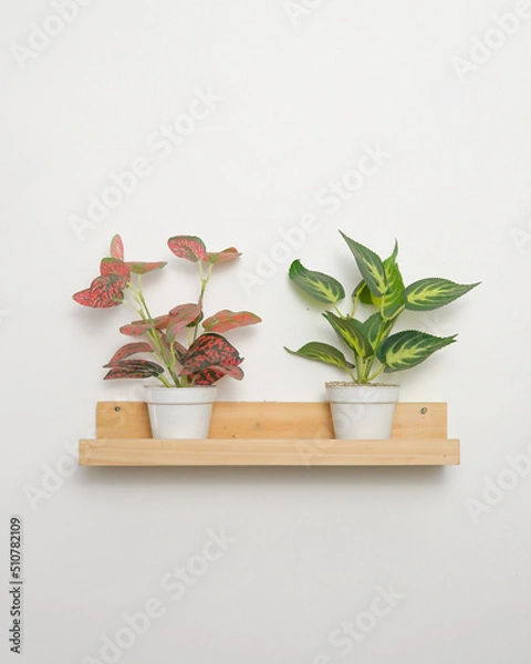 Obraz plant on the wall