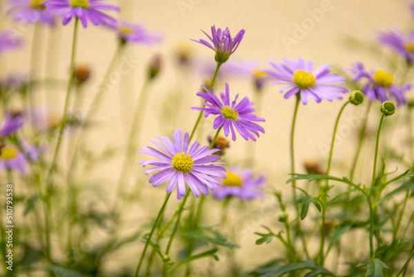 Fototapeta belles fleurs violettes dans un champs 