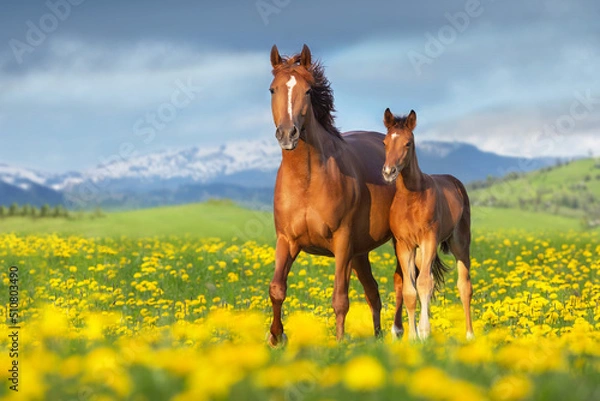 Fototapeta Mare with foal in dandelion