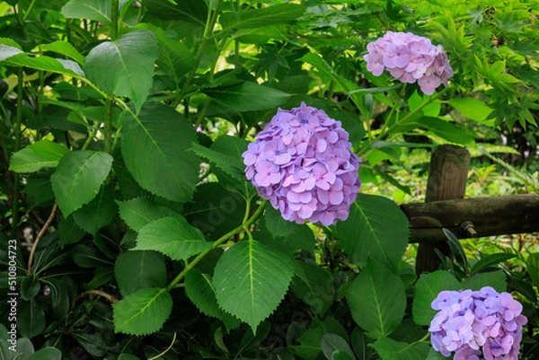 Obraz 梅雨の紫陽花