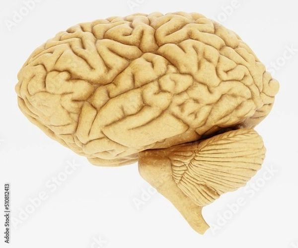 Fototapeta Realistic 3D Render of Human Brain