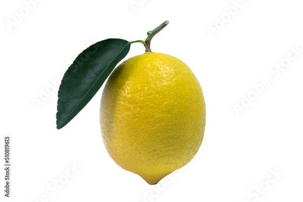 Fototapeta Lemon. One whole lemon isolated on white background