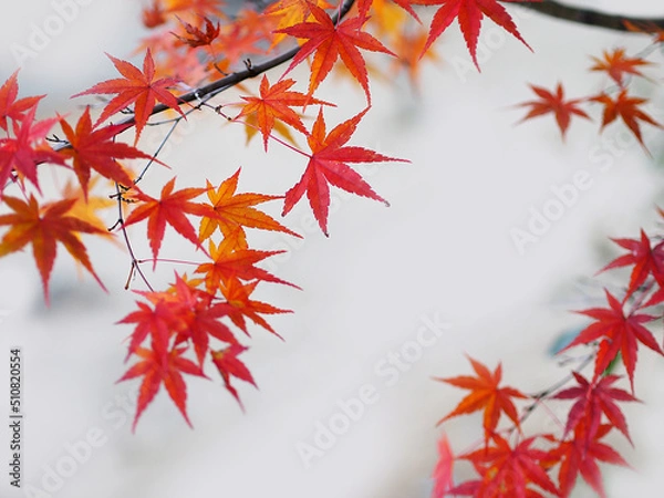 Obraz 秋の鮮やかな赤色のモミジ