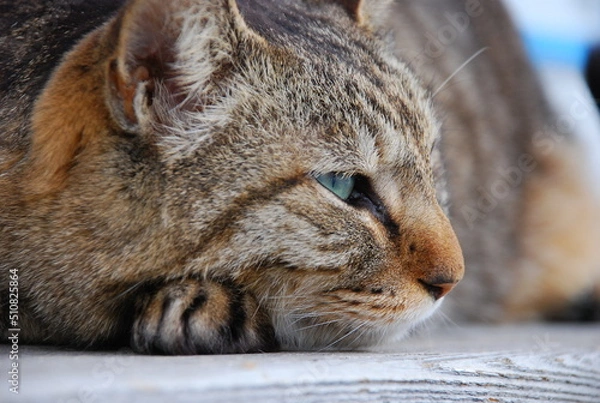 Obraz 物憂げな猫