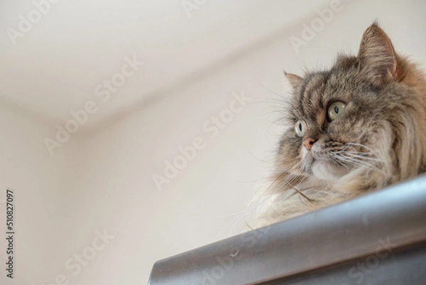 Obraz 猫とお気に入りの場所４