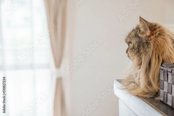 Obraz 猫とお気に入りの場所３