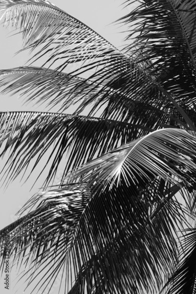 Fototapeta palm tree branches in black and white