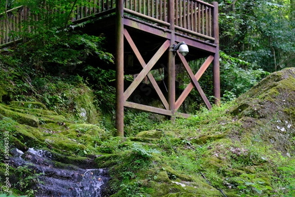 Fototapeta 森の中の高台