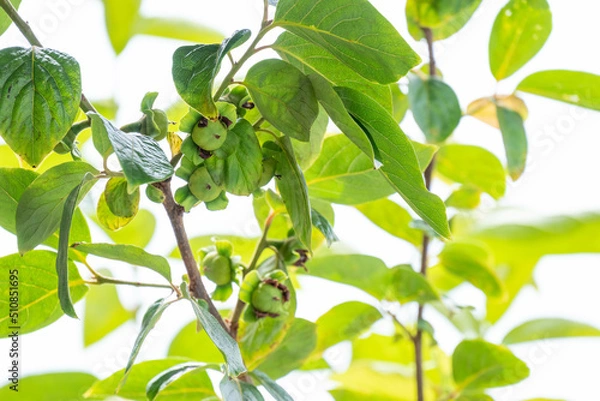 Obraz 初夏の柿の実