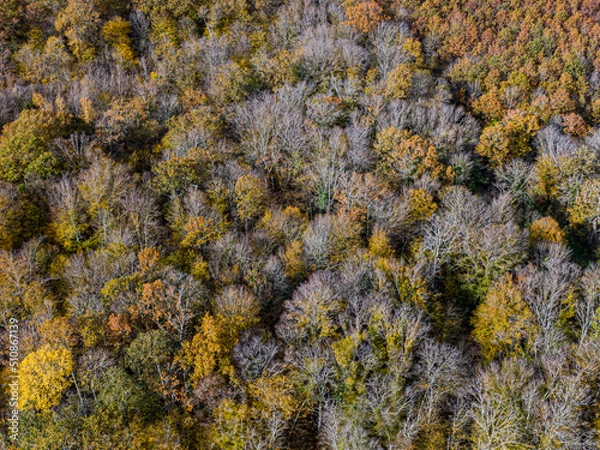 Fototapeta Aerial top view of Autumn deciduous forest, yellow and colorful background