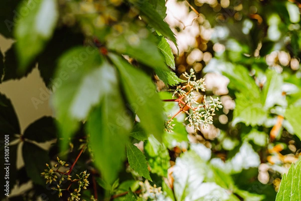 Fototapeta Fresh Green grapes vine on bokeh background
