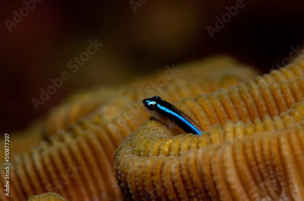 Fototapeta Cose up of a curious tiny fish in the textured coral